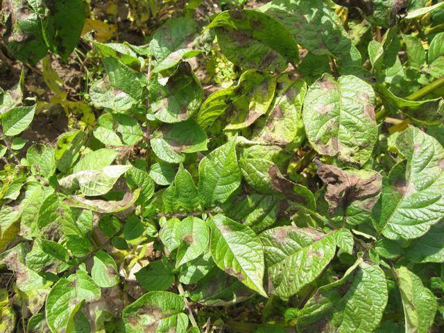 phytophthora op aardappelen