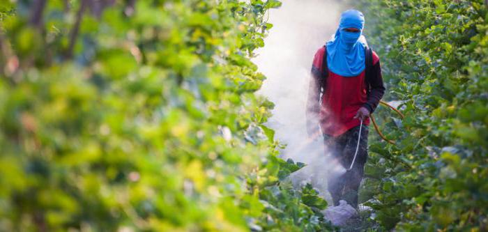 Fusilad forte: beschrijving, gebruiksaanwijzing