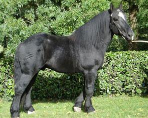 Paard van het ras Percheron