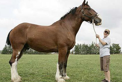 Percheron groei van het paardenras