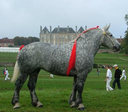 Paardenras percheron foto