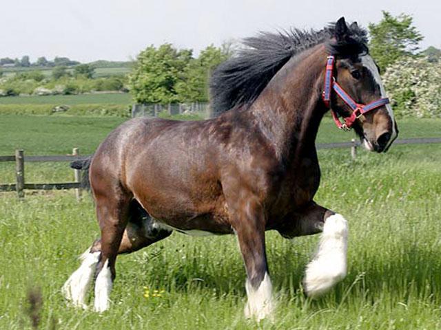 Percheronmaten van het paardenras 