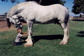 Paard van het ras van Percheron: foto, prijs en beschrijving van het ras