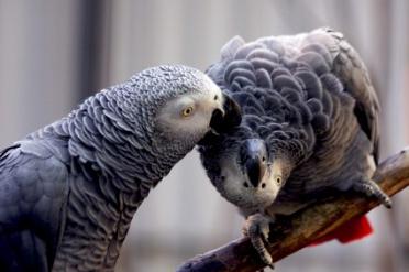 Afrikaanse papegaaien zijn heet