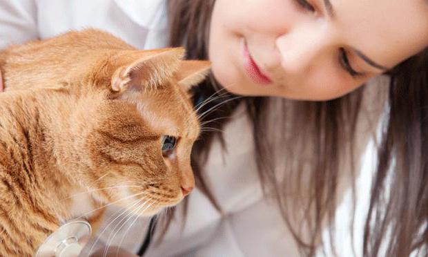 voedselallergie voor katten