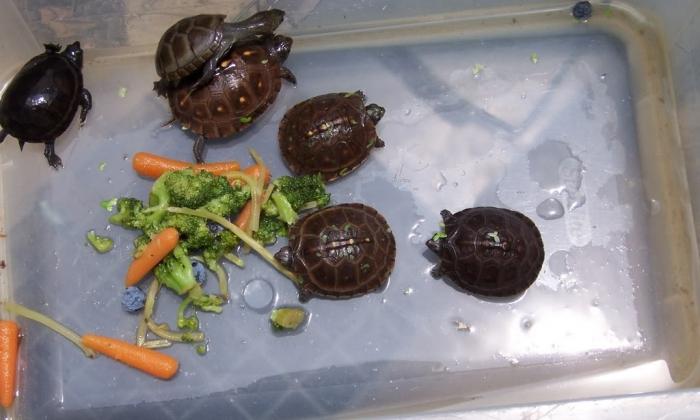 What the Turtle Eats: Features of Feeding