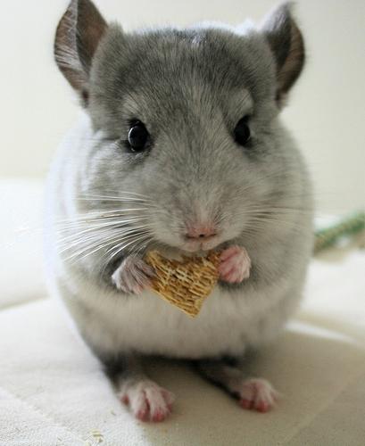 Wat eet een chinchilla 