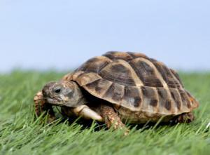 Decoratieve schildpadden: zorg, soorten en kenmerken van de inhoud