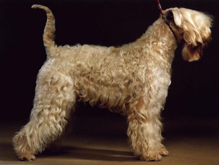 Irish Terrier. Irish Wheaten Coated Terrier