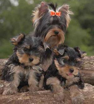 Yorkshire Terrier: soorten terriers