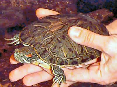 het geslacht van de roodbuikige schildpadfoto bepalen