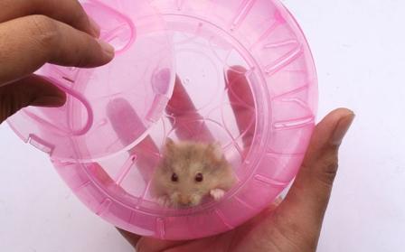 Hoe zorg je voor een hamster thuis: handige tips