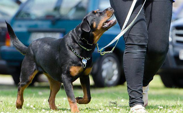 hoe je een rottweiler thuis correct kunt opvoeden 