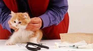 Wanneer moet ik een kitten vaccineren en wanneer niet?