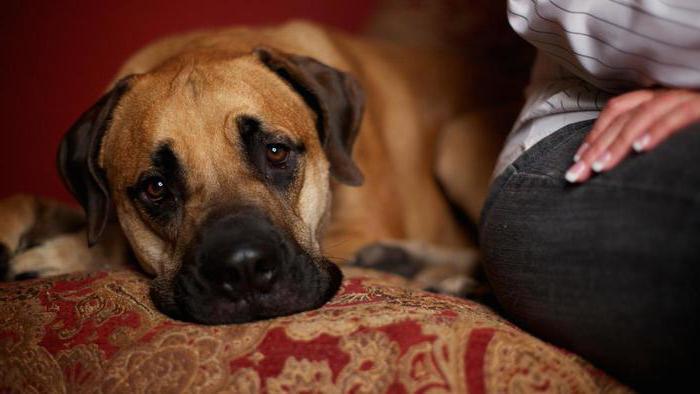 Lacto-stop voor honden: indicaties, gebruiksaanwijzing, beoordelingen