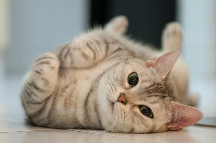 is het mogelijk om katten alleen droogvoer te geven?