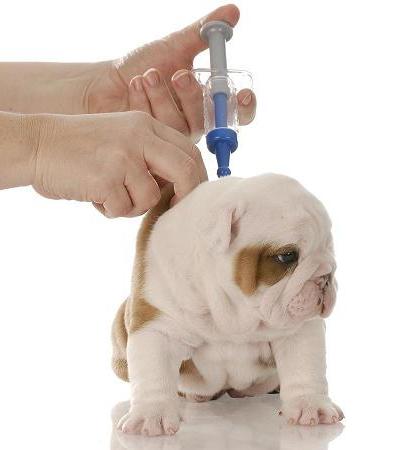 De noodzaak voor vaccinatie voor honden