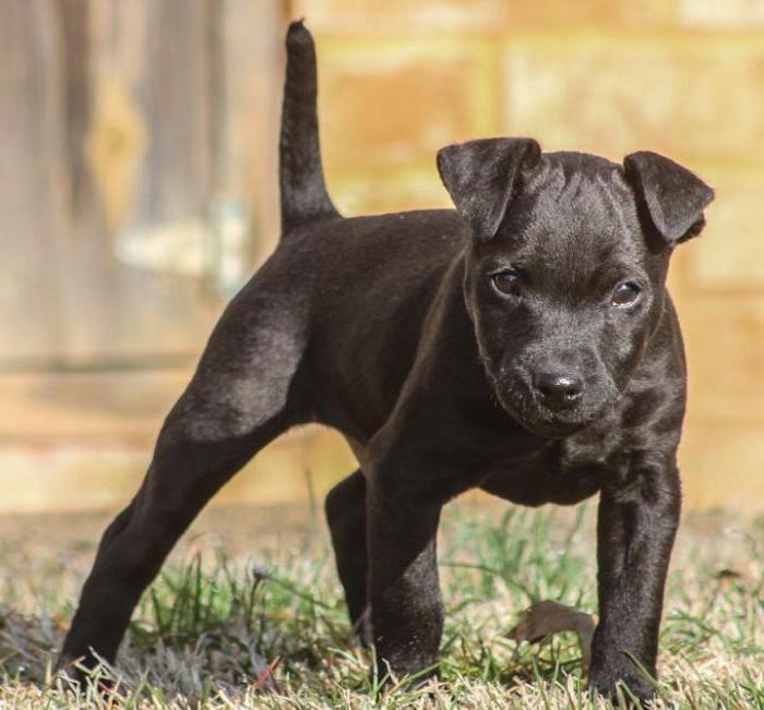 Patterdale Terrier: rasbeschrijving, karakter, training, beoordelingen