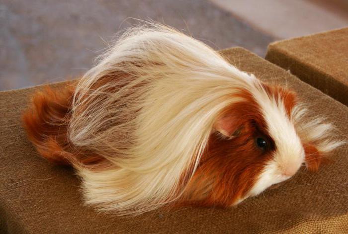 Peruviaanse cavia's