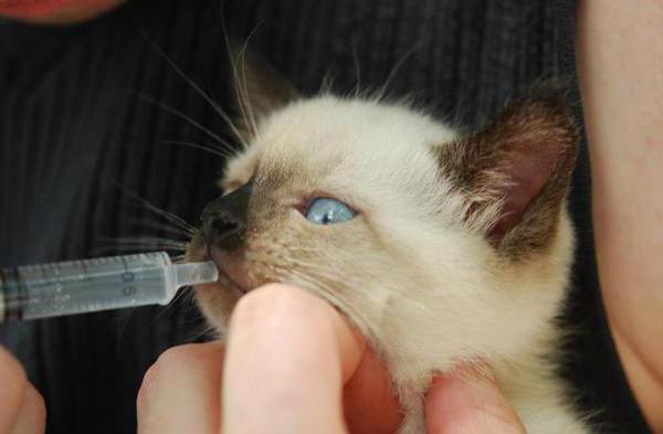 longontsteking bij katten symptomen en behandeling