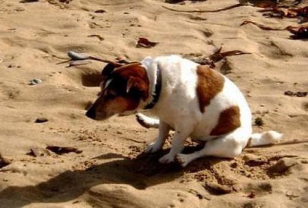 waarom rijdt de hond op de vloer om de mogelijke redenen voor de paus