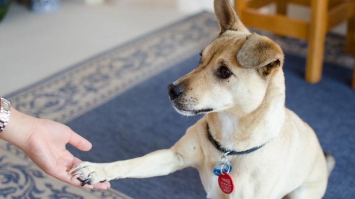 hond krabt aan zijn oor en schudt zijn hoofd dan genezen