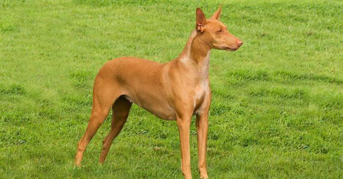 Weimaraner hondenras