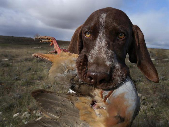 Basset Houndras beschrijving