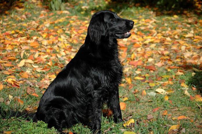 Labrador retriever: ras, karakter en zorg