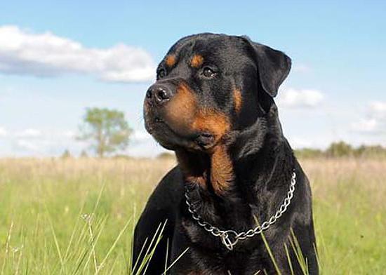 Rottweiler: hoe een puppy opvoeden?