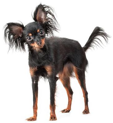 Russische langharige toy-terrier: beschrijving van het ras. Kenmerken van honden van het ras Russische langharige toy-terrier