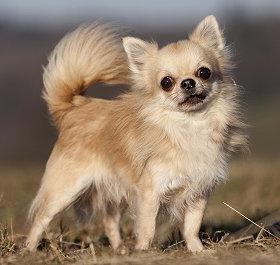 De meest kwaadaardige honden ter wereld: een lijst met rassen met foto's