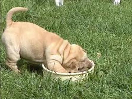 Sharpay (puppy): foto, verzorging, shar pei puppy eten