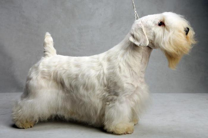 Sealyham Terrier Beschrijving