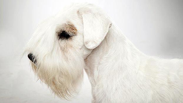 Sealyham Terrier karakterbeschrijving van het ras