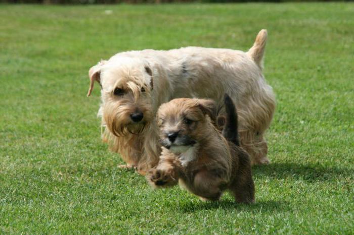 Sealyham Terrier-puppy's