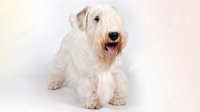 sealyham terrier beoordelingen