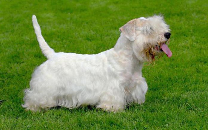 Sealyham Terrier Kennel