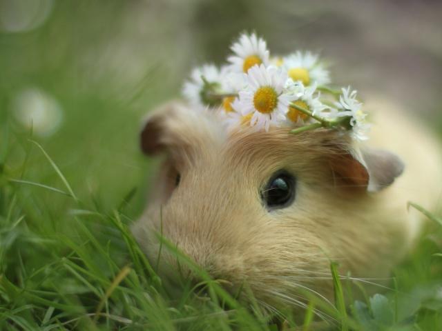 Hoe lang leeft de cavia met de nodige voorzichtigheid?