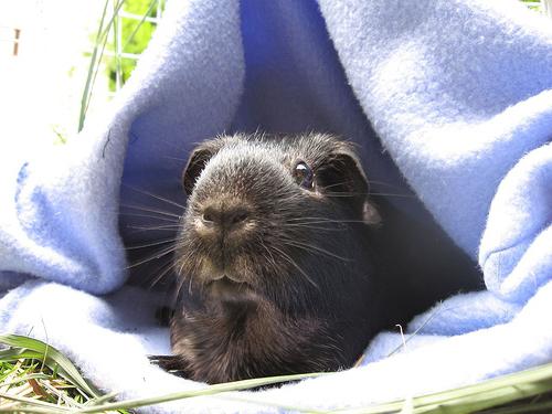 Hoeveel levende cavia's en hoe voor hen te zorgen