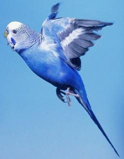 Hoeveel levende budgies? Dit is een belangrijke vraag bij het kiezen van een huisdier