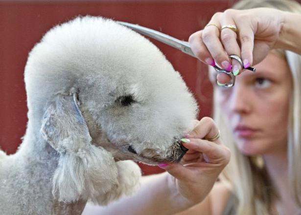 Hond Bedlington Terrier. Terrier Bedlington: foto's, beoordelingen