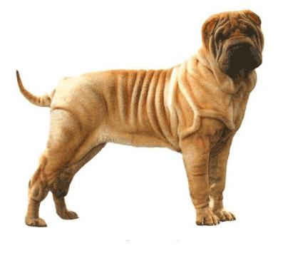 shar pei ras beschrijving