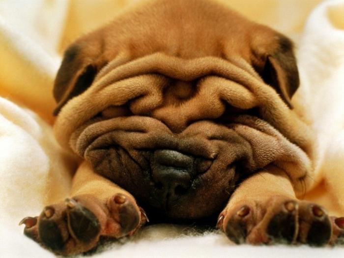 shar pei beschrijving