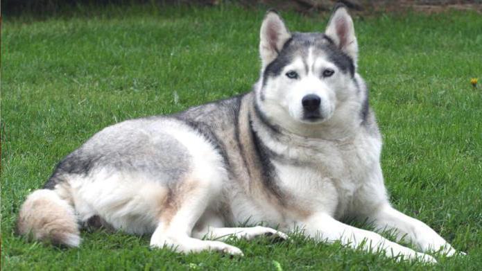 top 10 van meest krachtige honden ter wereld Siberische husky