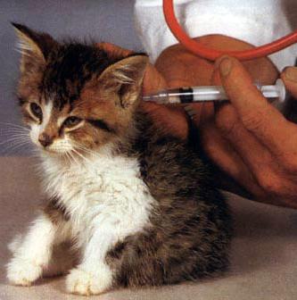 kattenvaccinatie