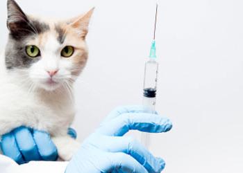 Vaccinatie van een kat volgens alle regels