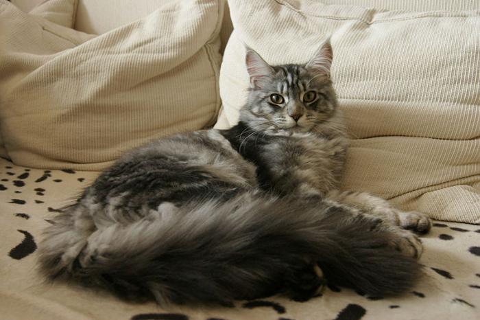 Maine Coon gewicht per maand. Lengte en gewicht van het Maine Coon kitten per maand