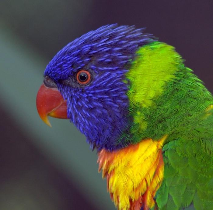 Het type papegaaien - de complexiteit van karakter en de charme van communicatie