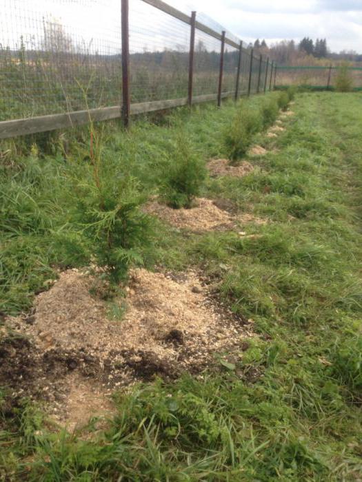 8 hectare is het aantal meter langs de rand - een belangrijke informatie voor de toekomstige tuinman.